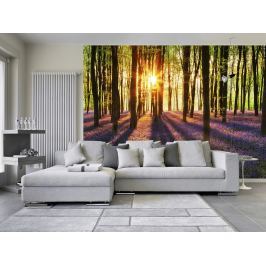 Wizard+Genius W+G vliesová fototapeta Rozbřesk v lese 366x254 cm