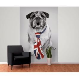 1Wall 1Wall fototapeta Britský buldog 158x232 cm