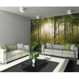 1Wall 1Wall fototapeta Prosvětlený les 315x232 cm